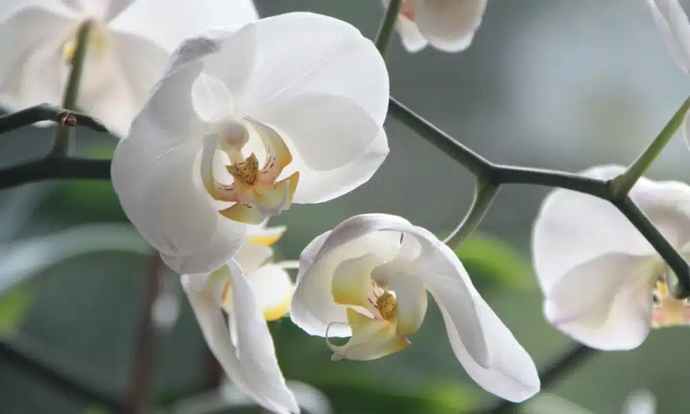 Comment tailler une orchidée après sa floraison astuces et conseils