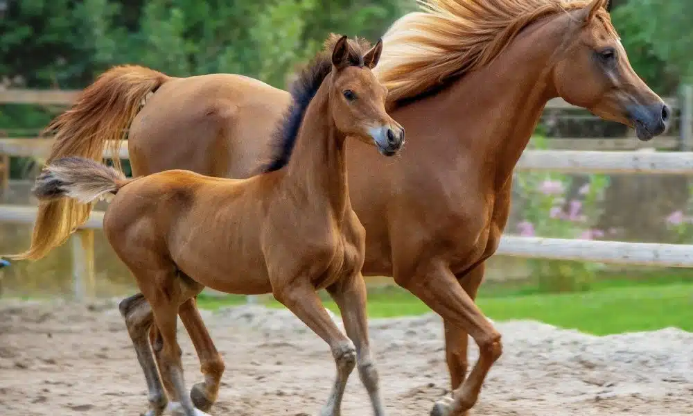 Engrais naturel : les bienfaits du crottin de cheval pour votre jardin